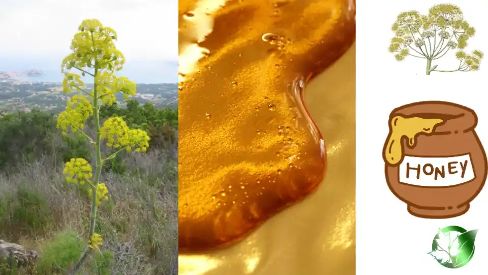 Commercial presentation of Ferula Honey for wholesale product evaluation and buyer review.